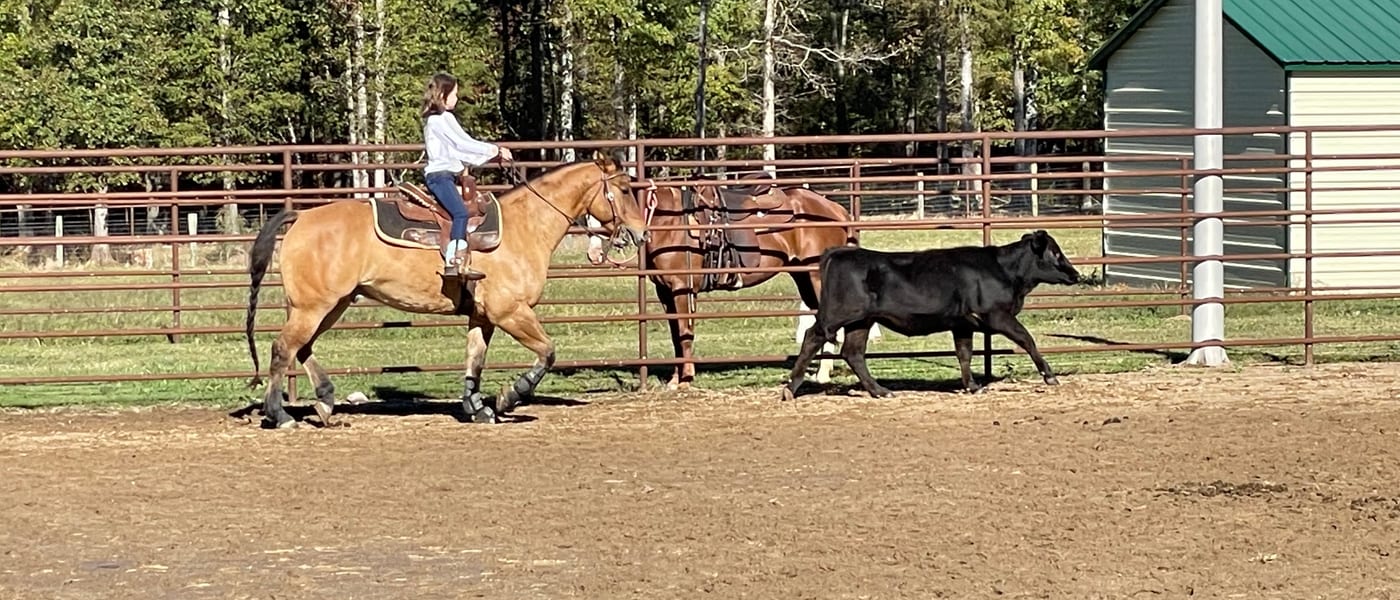 Horses grazing on the scenic pastures of Mill Creek Equestrian Center